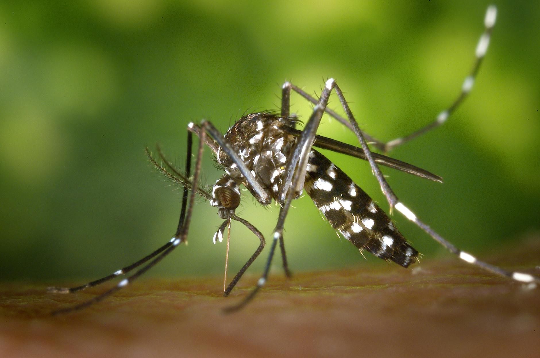 Clad-shift consistency of Dengue in Bangladesh